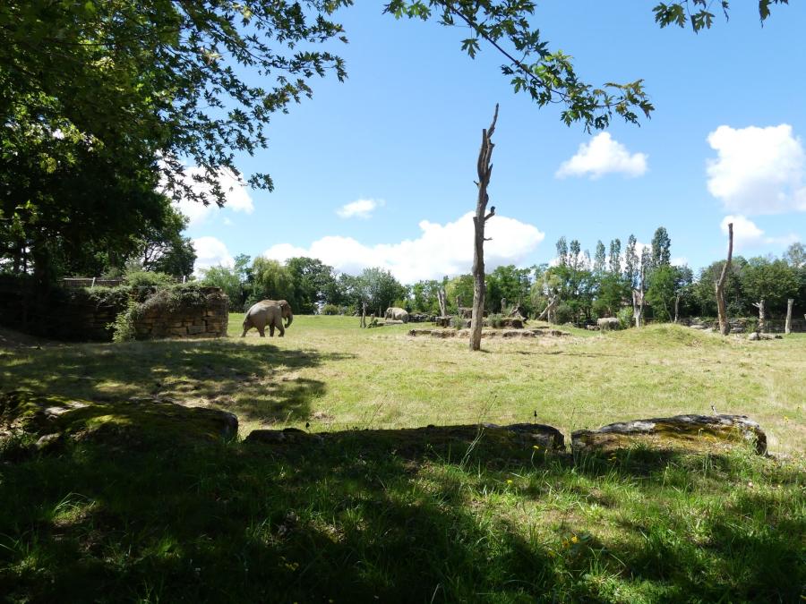 Eléphant d'Asie