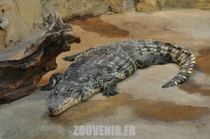 Crocodile