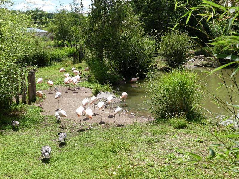 Flamant du Chili - 2020