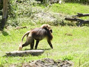 Gelada