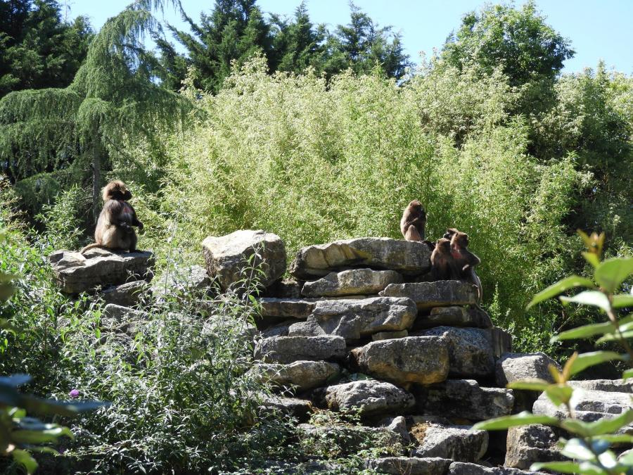 Gelada