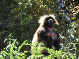 Gelada