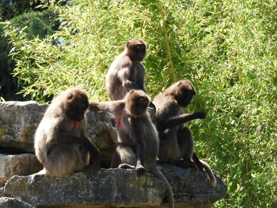 Gelada