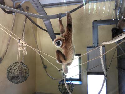 Gibbon à mains blanches - 2020