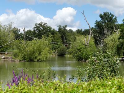 Gibbon à mains blanches - 2020