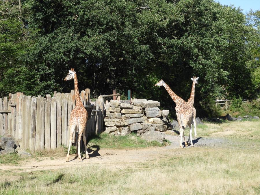 Girafe
