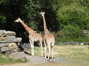 Girafe