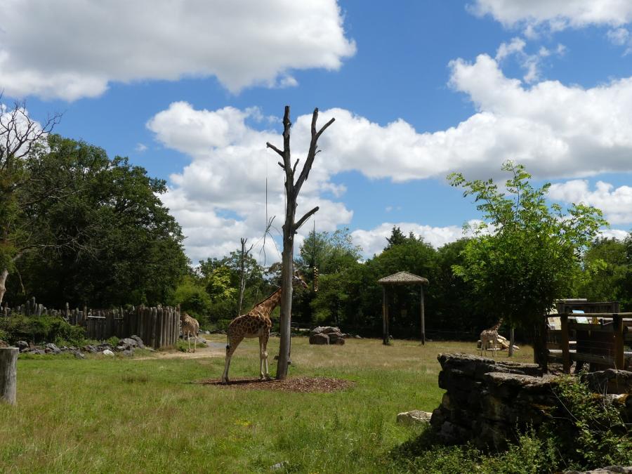 Girafe