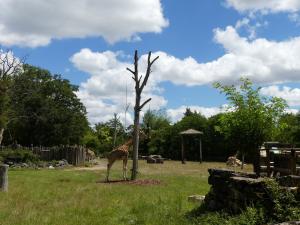 Girafe