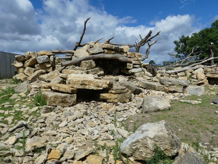 Hamadryas
