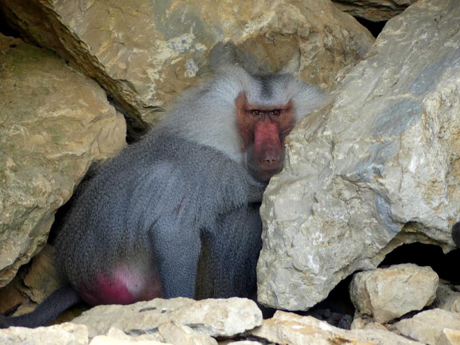 Hamadryas