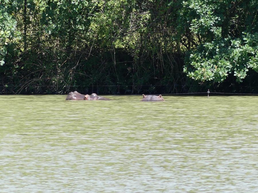 Hippopotame amphibie