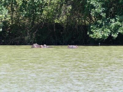 Hippopotame amphibie - 2020