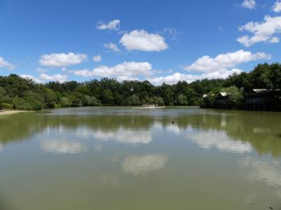 Hippopotame amphibie - 2020