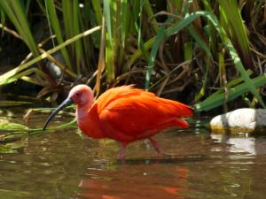 Ibis rouge
