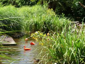 Ibis rouge
