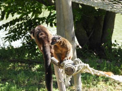 Lémur mongoz - 2020