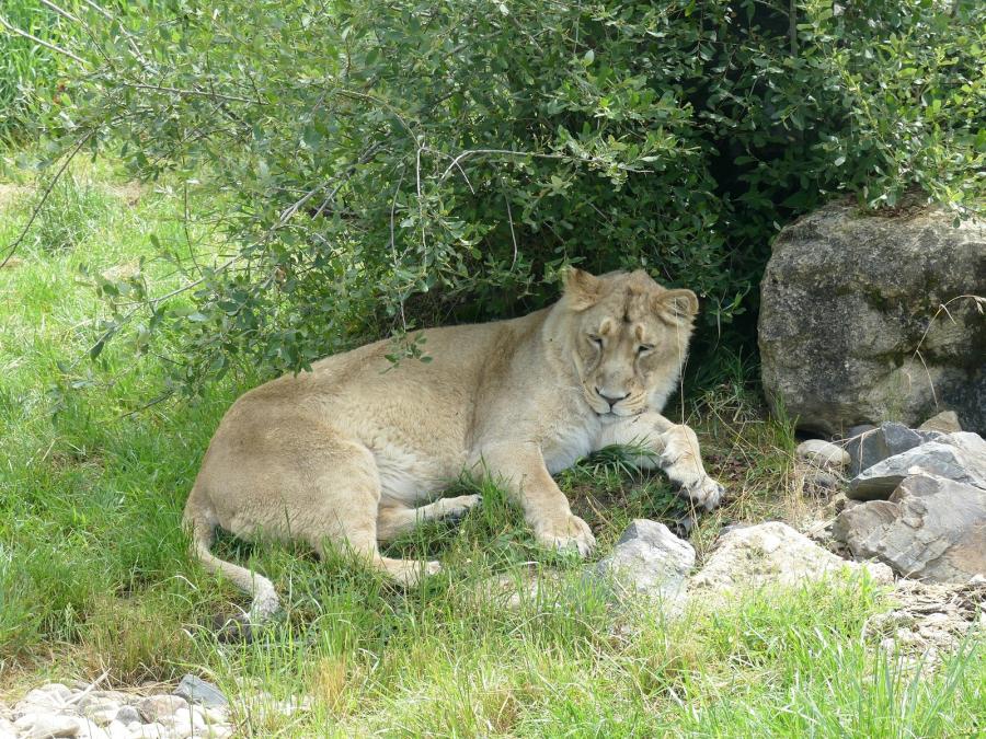 Lion d'Asie