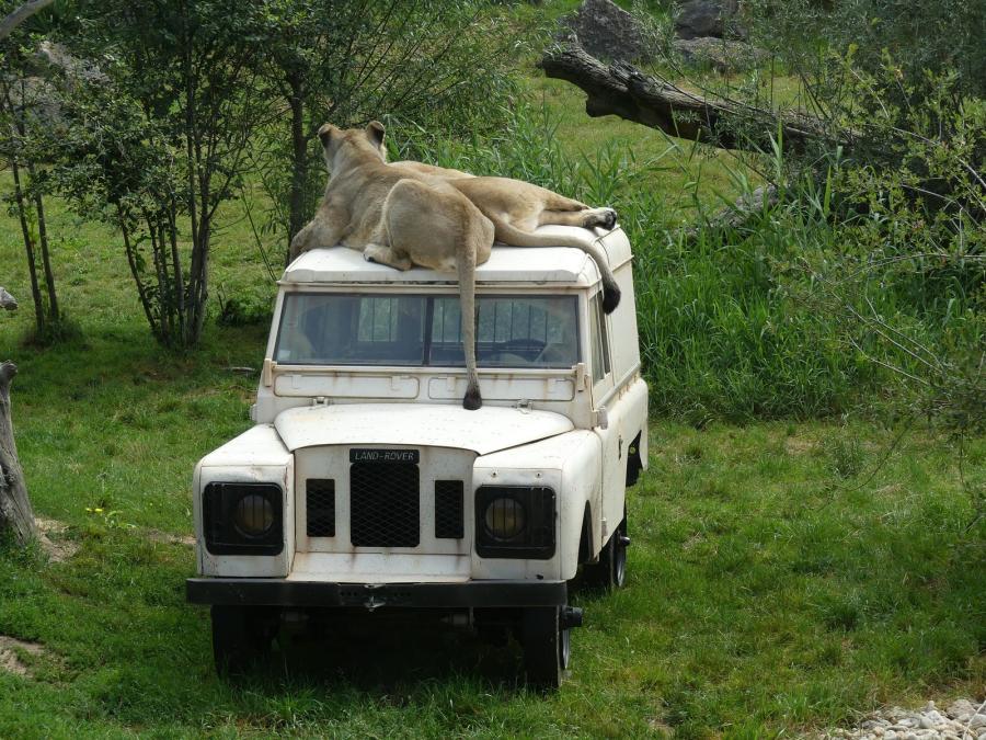 Lion d'Asie