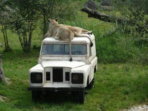 Lion d'Asie