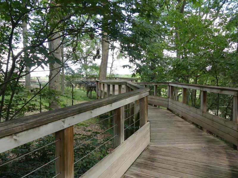 Loup du Canada - 2020