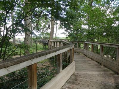 Loup du Canada - 2020