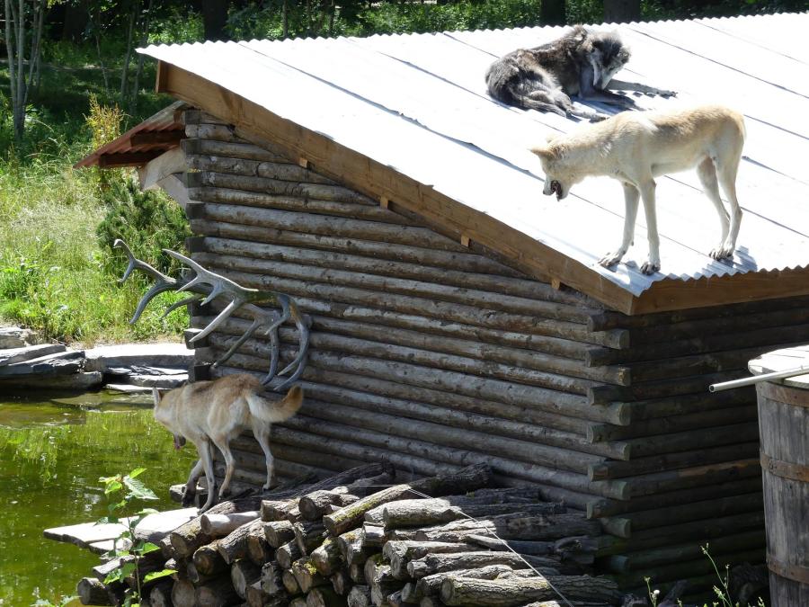Loup du Canada
