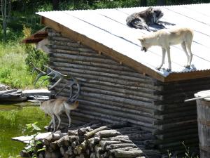 Loup du Canada