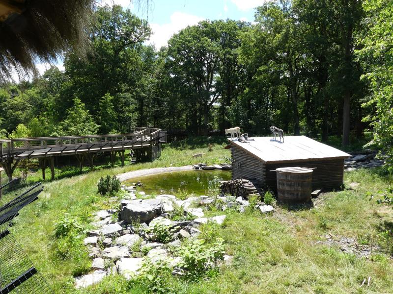 Loup du Canada - 2020