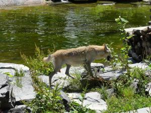 Loup du Canada