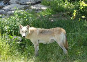Loup du Canada