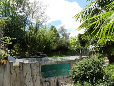 Loutre naine d'Asie - 2020