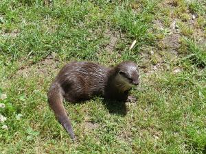 Loutre naine d'Asie