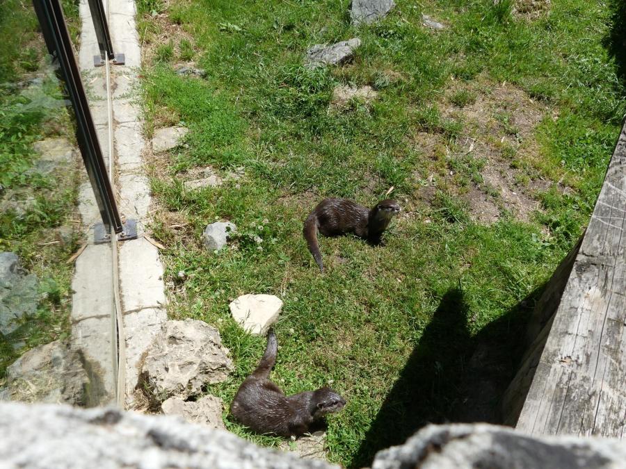 Loutre naine d'Asie