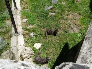 Loutre naine d'Asie