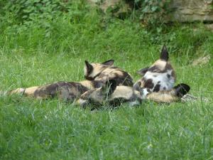 Lycaon