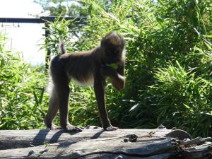 Mandrill