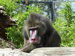 Mandrill
