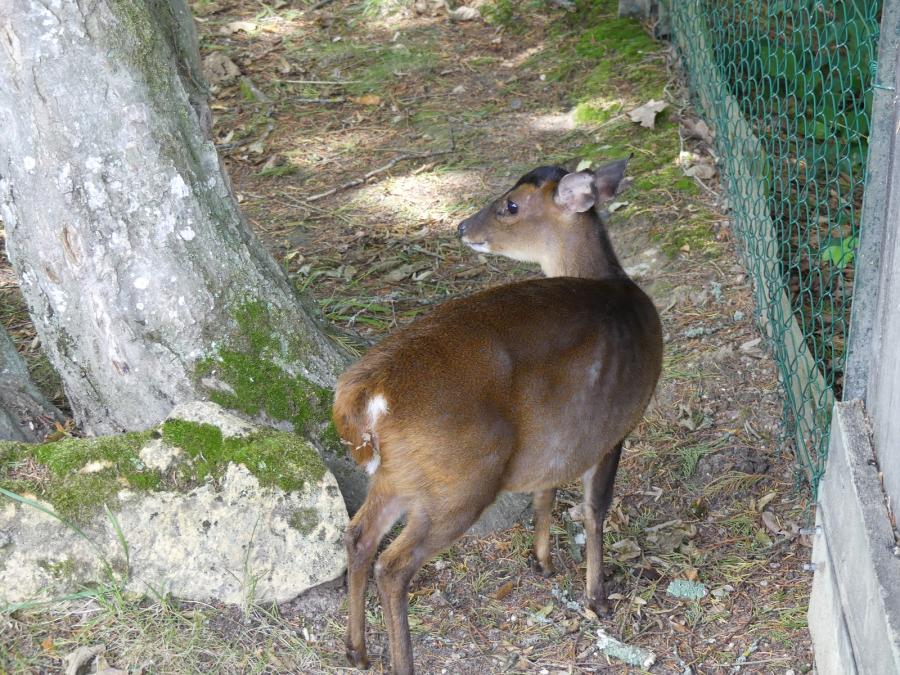 Muntjac de Reeves