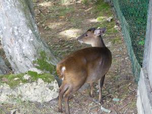 Muntjac de Reeves
