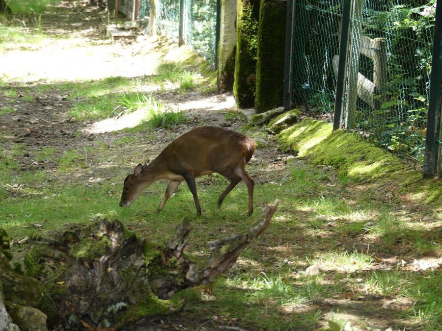 Muntjac de Reeves