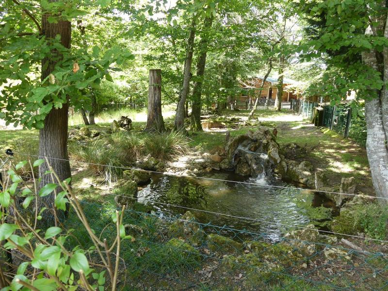 Muntjac de Reeves - 2020