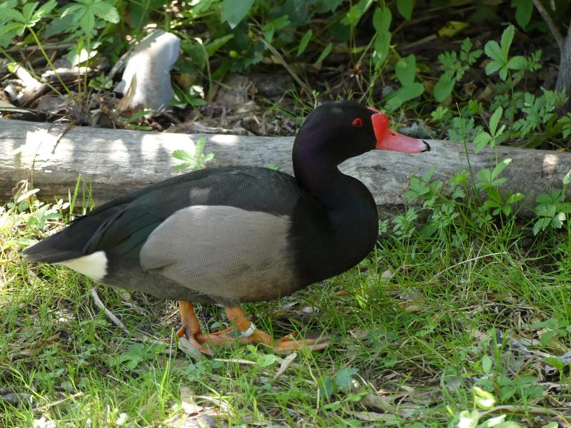 Nette demi-deuil - 2020