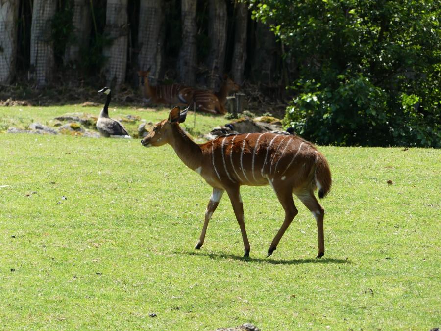 Nyala