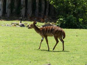 Nyala