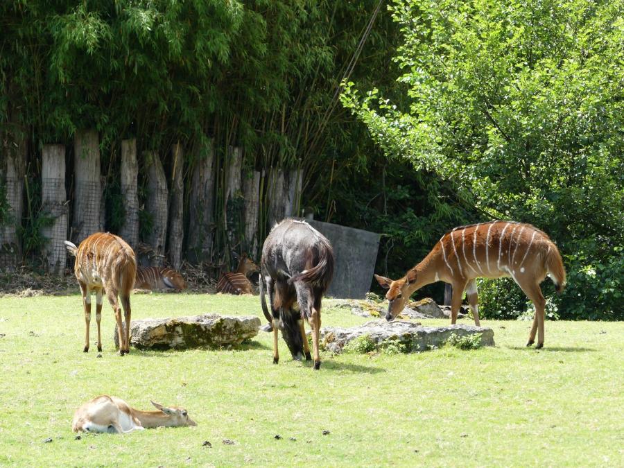 Nyala