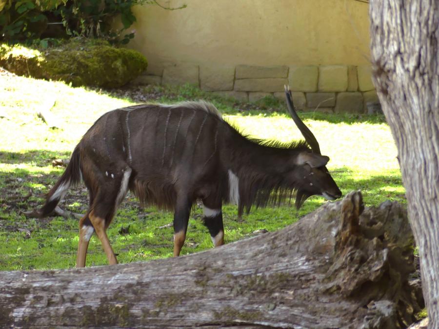 Nyala