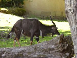 Nyala