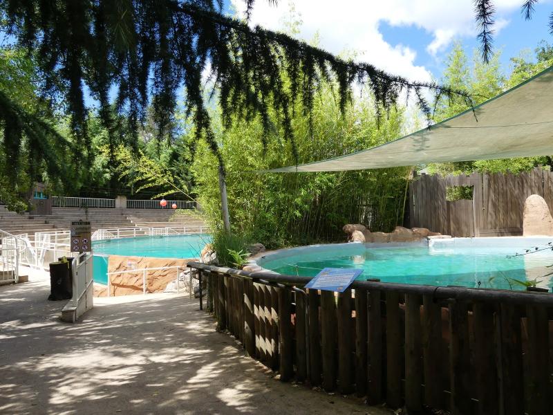 Otarie de Patagonie - 2020