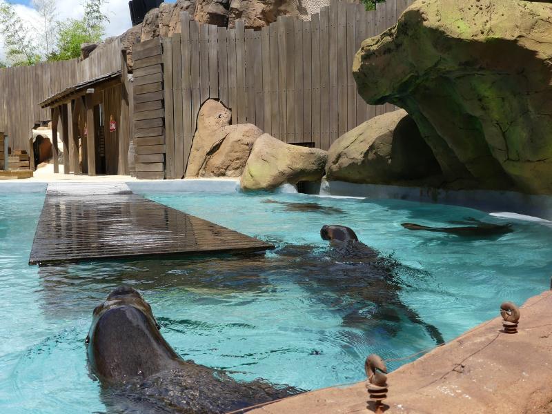 Otarie de Patagonie - 2020